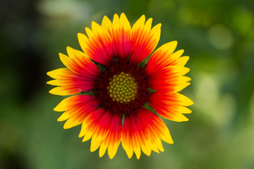Gaillardia flower close-up on green background