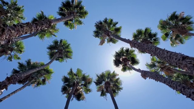 Looking up the palm tree