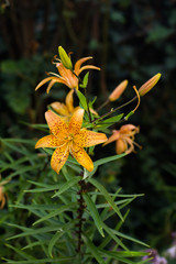 Yellow orange spotted lily blooms in the garden