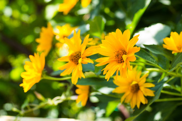 Doronikum (yellow daisy) on a sunny day in the garden