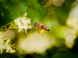 image of bee collecting nectar close up © Herr Loeffler