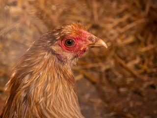 Junges Huhn im Stall