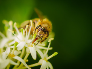image of bee collecting nectar close up