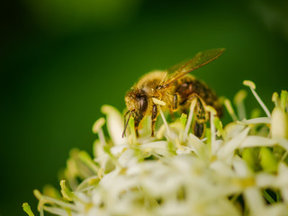 image of bee collecting nectar close up