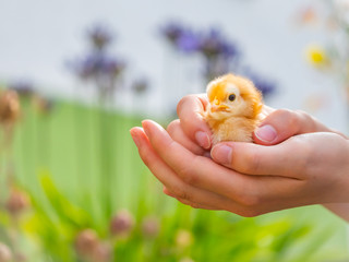 K&uuml;ken in den H&auml;nden halten Zeichen von Geborgenheit