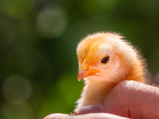 Küken in den Händen halten Zeichen von Geborgenheit