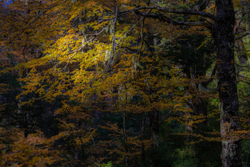 Amazing autumn leaf color view at Conguillio National Park forest. An awesome representation of Autumn colors textures on an awe scenery full of bright colors and lights in between the forest trees