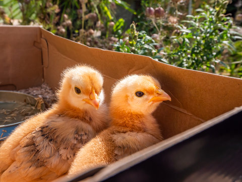 Zwei K&uuml;ken in Kartonbox