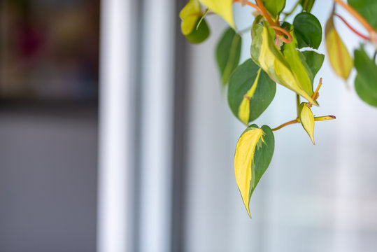 Folhas da planta Jiboia em um jardim dentro de casa
