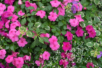 Blütenpracht in lila und pink im Vorgarten