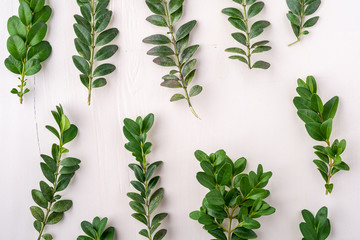 Buxus sempervirens texture green leaf leaves branches white wooden background copy space template top view overhead background - obrazy, fototapety, plakaty