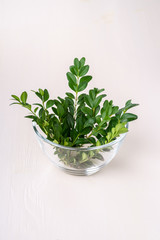 Buxus sempervirens bouquet green leaf leaves branches in glass transparent bowl vase on white wooden background copy space template background isolated