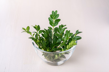Buxus sempervirens bouquet green leaf leaves branches in glass transparent bowl vase on white wooden background copy space template background isolated