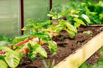Red chili pepper grows on green branch, plantation of vegetables in greenhouse