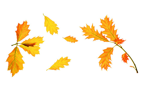 Autumn composition made of yellow red leaves on white background, isolated. Autumn, fall concept. Flat lay, top view, copy space.