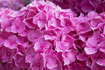 Hydrangea flowers in an English garden