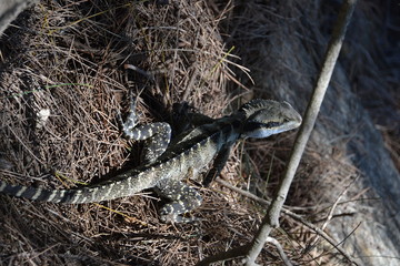 lizard nature australia