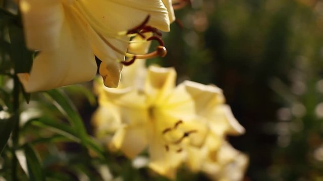 Yellow trumpet aurelian lilies. Bouquet of fresh flowers growing in summer garden. Gardening concept