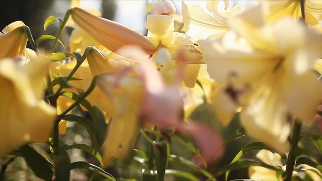Yellow trumpet aurelian lilies. Bouquet of fresh flowers growing in summer garden. Gardening concept