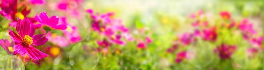 Obraz na płótnie Canvas Sommer Blumen Wiese - Panorama