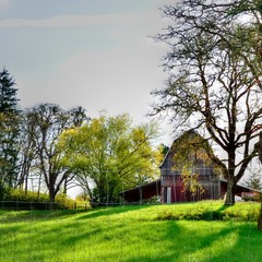 Obraz premium Old weathered barn in green pasture with trees and blue sky