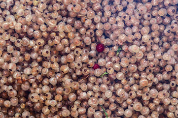 small ripe and juicy currant berries