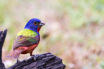 Painted Bunting