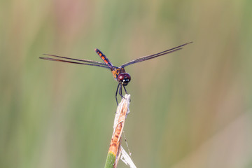 Dragonfly on a stick