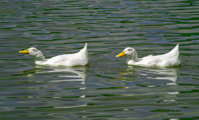 Group of large white broiler, pekin, peking, aylesbury, american ducks on a lake in a row, close up water level view, showing white feathers and yellow beaks.