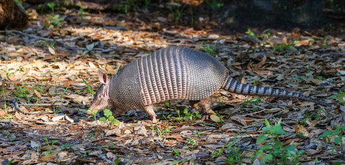 Nine-banded Armadillo (Dasypus novemcinctus) strolling through the forest