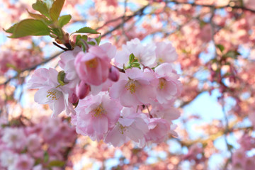 Cherry blossoms. Closup blooming pink cheery tree flowers during a sunny spring day. Good background