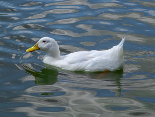 Group of large white broiler, pekin, peking, aylesbury, american ducks on a lake in a row, close up water level view, showing white feathers and yellow beaks.