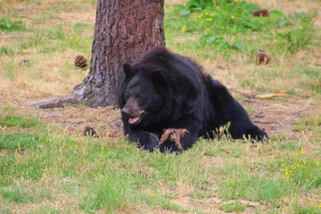 ours à collier dans son parc au zoo