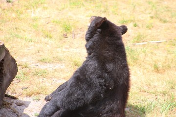 ours à collier dans son parc au zoo
