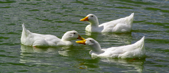 Group of large white broiler, pekin, peking, aylesbury, american ducks on a lake in a row, close up water level view, showing white feathers and yellow beaks.