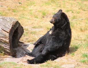 ours à collier dans son enclos au zoo