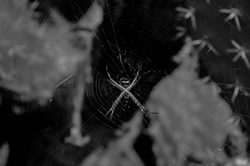 ARAÑA VILLA
