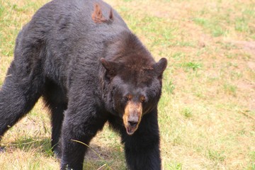 ours à collier dans son parc au zoo