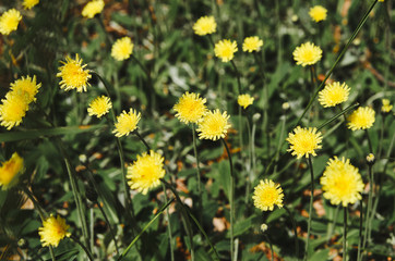 Blossoming Hieracium (hawkweed) yellow flowers. Closeup shot