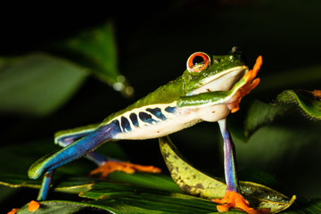 Red-eyed Tree Frog (Agalychnis callidryas), Costa Rica
