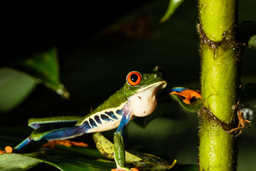 Red-eyed Tree Frog (Agalychnis callidryas), Costa Rica
