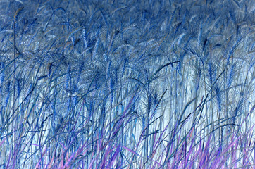field of golden wheat negative 
