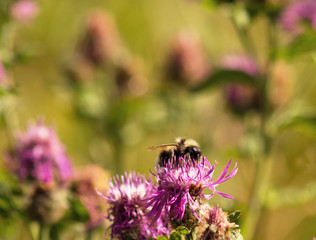 in the summer the field was flying bumblebee and sat at the Burr