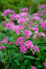 初夏のピンクの花