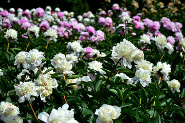  peonies. flowers in the garden. field of colorful flowers