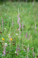 初夏の花　ねじり花