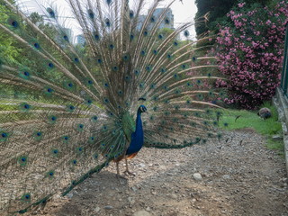 Obraz premium A beautiful peacock straightened his feathers Park Arboretum