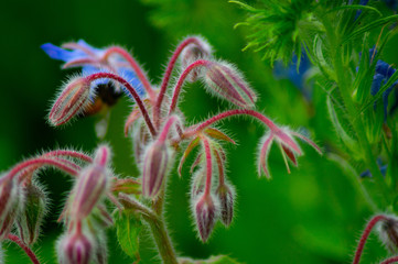 close up view of british wildflowers including commin poppy, borage, chamomile, yellow, daisys and forget-me-nots.