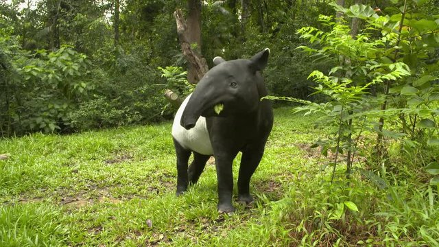 A wide shot of a black and white malayan tapir eating from a small bush