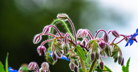 close up view of british wildflowers including commin poppy, borage, chamomile, yellow, daisys and forget-me-nots.